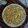 Chinese spices raw material Supplier wholesales growing fennel vegetable